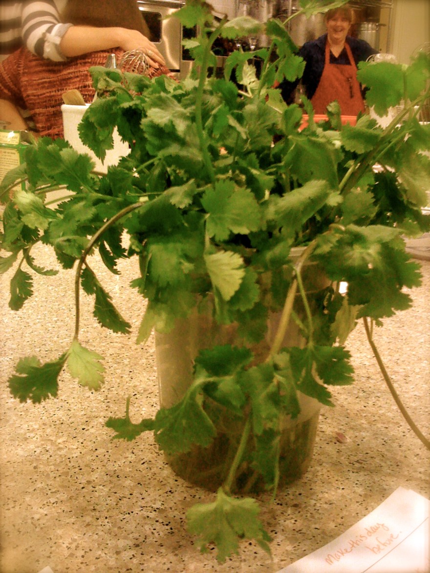 Cilantro