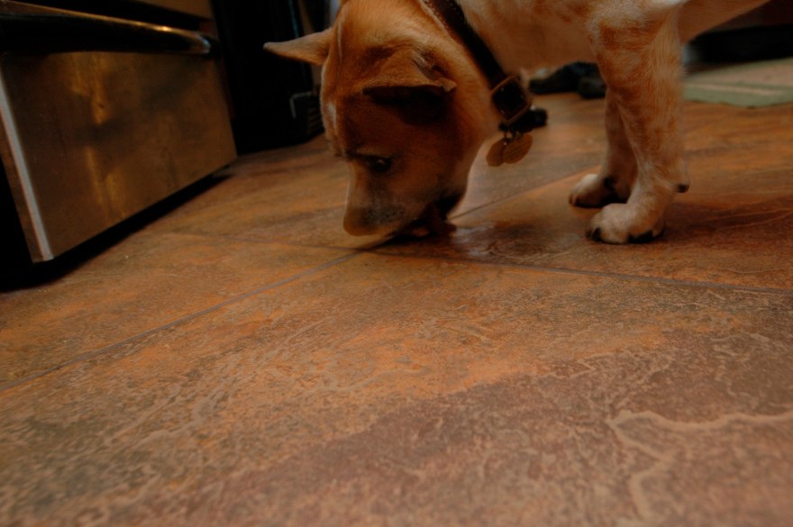 Toasted Ravioli with Marinara Dipping Sauce