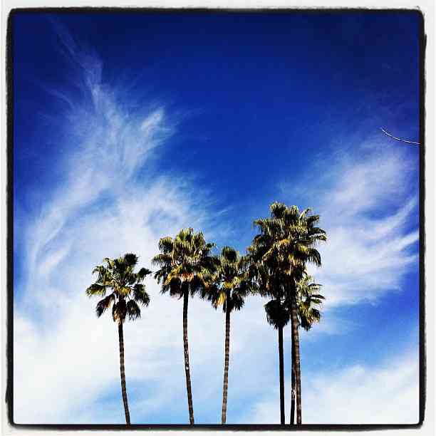 Los Angeles Palm Trees - Instagram